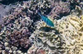 Despite covering only 0.1 percent of the Earth's surface, coral reefs are home to roughly a quarter of the world's marine fish species