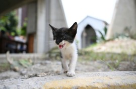 Alongside over 20,000 people made homeless by the quakes on June 24, hundreds of pets were left with no place to go