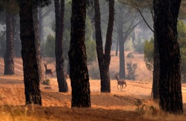 Deer run away from a wildfire in the Avila province, Spain, on July 27, 2026