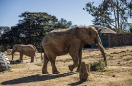The elephants in the Johannesburg zoo are the last in an urban zoo environment on the entire continent, campaigners say