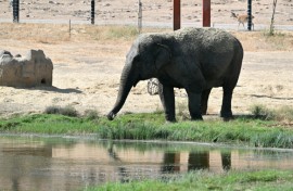 An Asian elephant drinks from a pond at the Safari Madrid wildlife park in Aldea del Fresno, west of Madrid