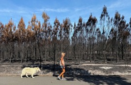 The Arcachon fire incinerated some 42,000 hectares (104,000 acres) of pine forest along the Atlantic coastline, destroying some 240 homes in its wake