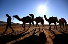 In the Australian outback, camels are used for wild races, an alternative milk source and even to make beer