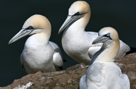 Gannets nesting in northern England