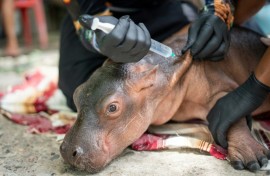Veterinarians treated it for 'advanced dehydration and malnutrition,' authorities said