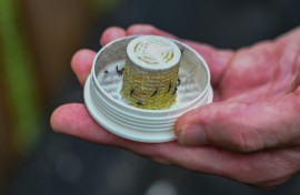 Wolbachia bacteria is being used in a bid to control mosquito populations