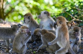 Long-tailed macaques are a common sight in Indonesia, even in urban areas where conflict with humans occurs