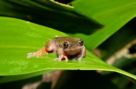 Nicknamed the 'coffee frog,' the species has another distinctive trait: males have a translucent throat that inflates with their short, high-pitched call 