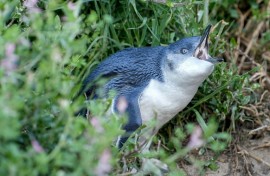 Little penguins in Australia are at risk from H5N1 avian influenza