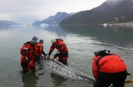 This August 2017 photo provided by The Greenland Institute of Natural Resources shows a narwhal being tagged by scientists in Hjornedal, Scoresby Sound, Greenland