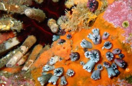 A rich collection of living and fossilized corals is present in the Galapagos Islands, the volcanic archipelago off the west coast of Ecuador, right at the heart of the eastern Pacific El Nino zone.