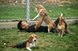 A dog handler playing with beagles inside a kennel at the Dognosis facility in Kempohalli village on the outskirts of Bengaluru