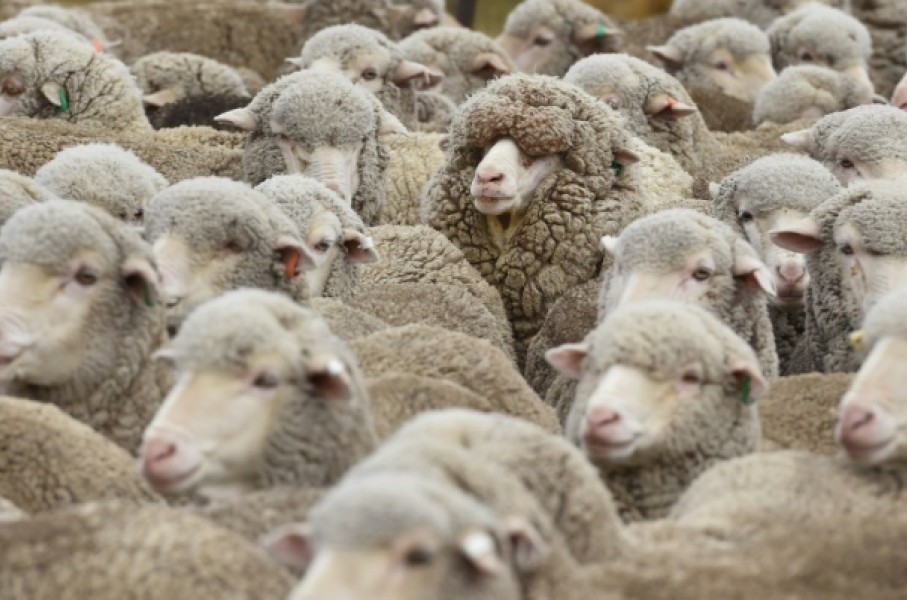 File: A flock of sheep. AFP/William West