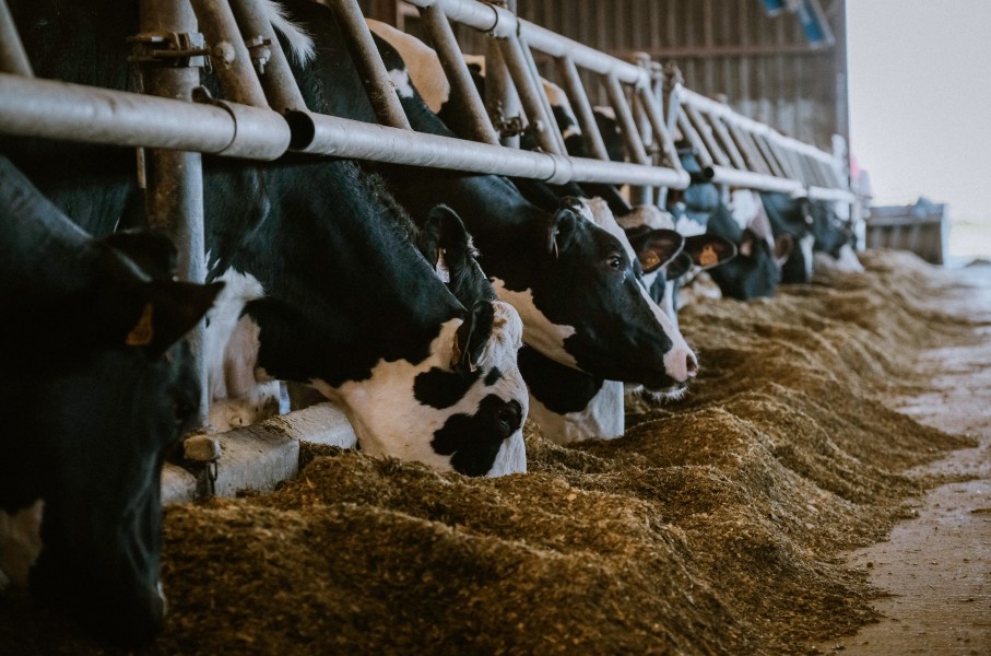 File: Cows eating soybean meal. Pat Batard/Hans Lucas via AFP