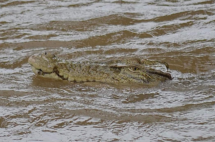 File: A crocodile in floodwaters in the Northern Queensland town of Ingham. AFP/Courtesy of Jonty Fratus