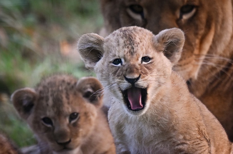 SAPS clerk charged over attempt to sell lion cubs