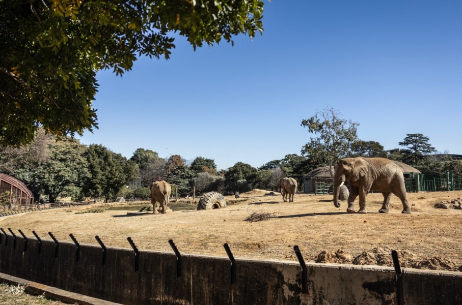 Johannesburg Zoo's remaining elephants