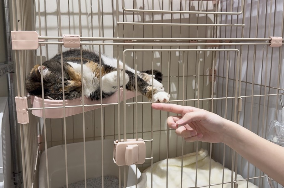 A cat is seen at a MOFF facility in Hiroshima after it was rescued from a MOFF cat cafe. AFP/MOFF Corporation