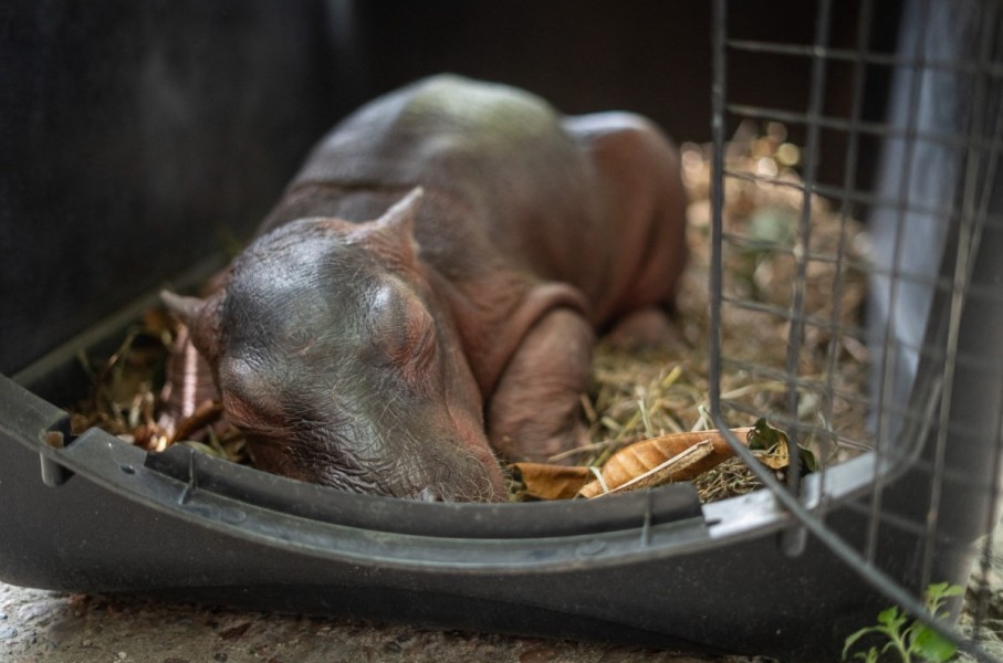 A newborn hippopotamus rescued by fishermen in a rural area before being handed over to the Cornare environmental authority for transport. AFP/Cornare