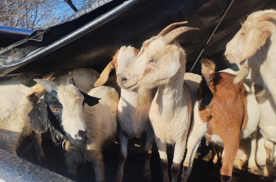 A search of the vehicle led to the recovery of 20 goats. X/SAPoliceService