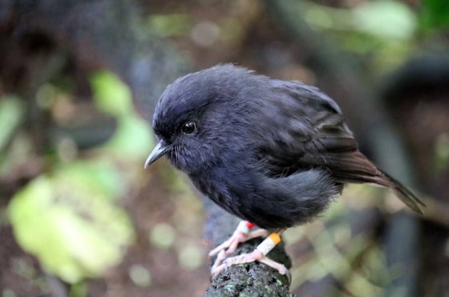 The critically endangered black robin on a branch on Chatham Island. Calen Teague/Royal Forest & Bird Society of New Zealand