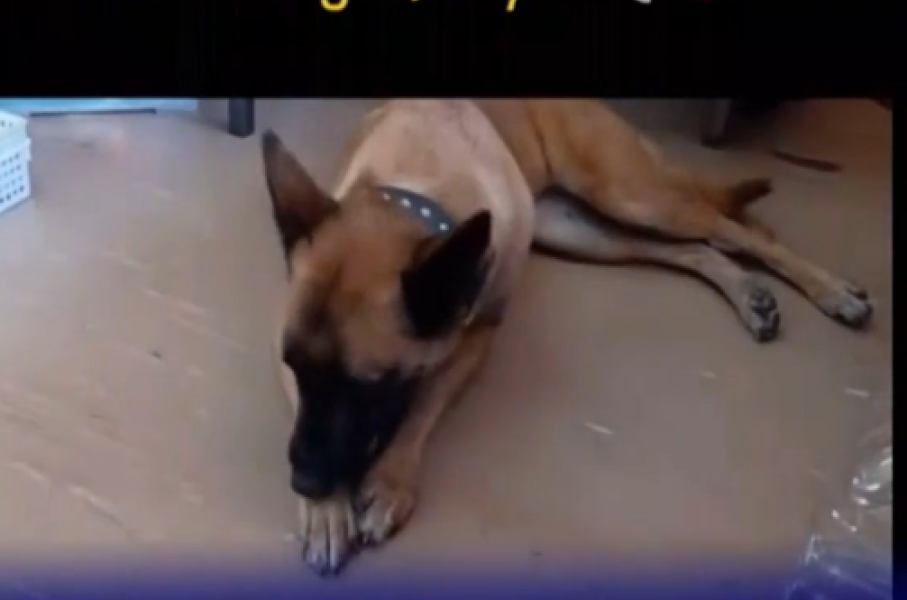 Sky Police K9