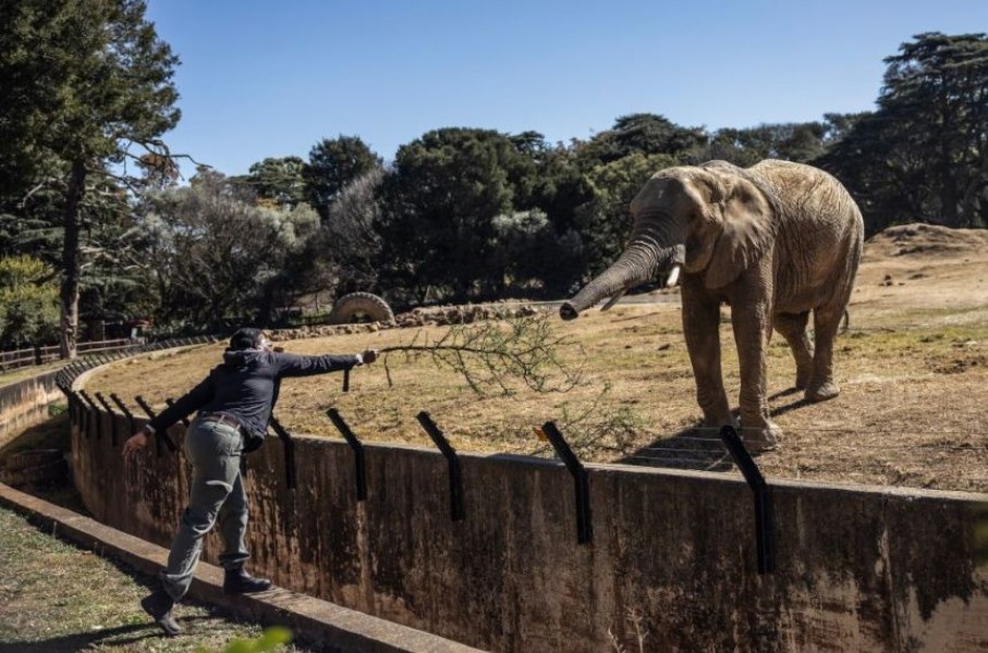 Pinky Modina, a pachydermist at the Johannesburg Zoo, feeds Ramadiba, one of the three remaining elephants in Johannesburg. AFP/Phill Magakoe
