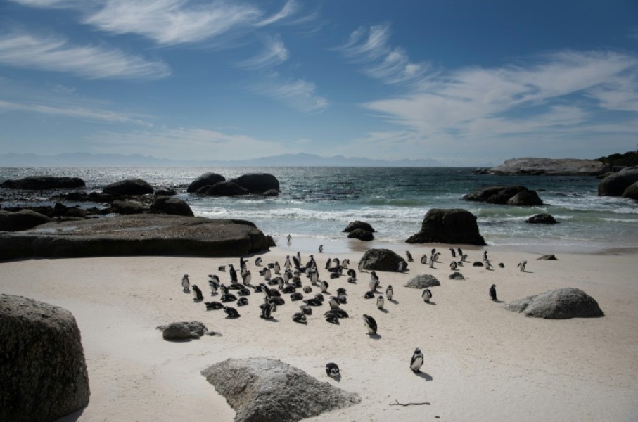 Fewer than 10,000 breeding pairs of the small, black and white African Penguin are left globally