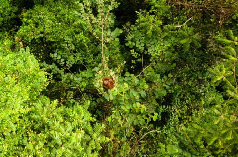 All three species of orangutan are critically endangered