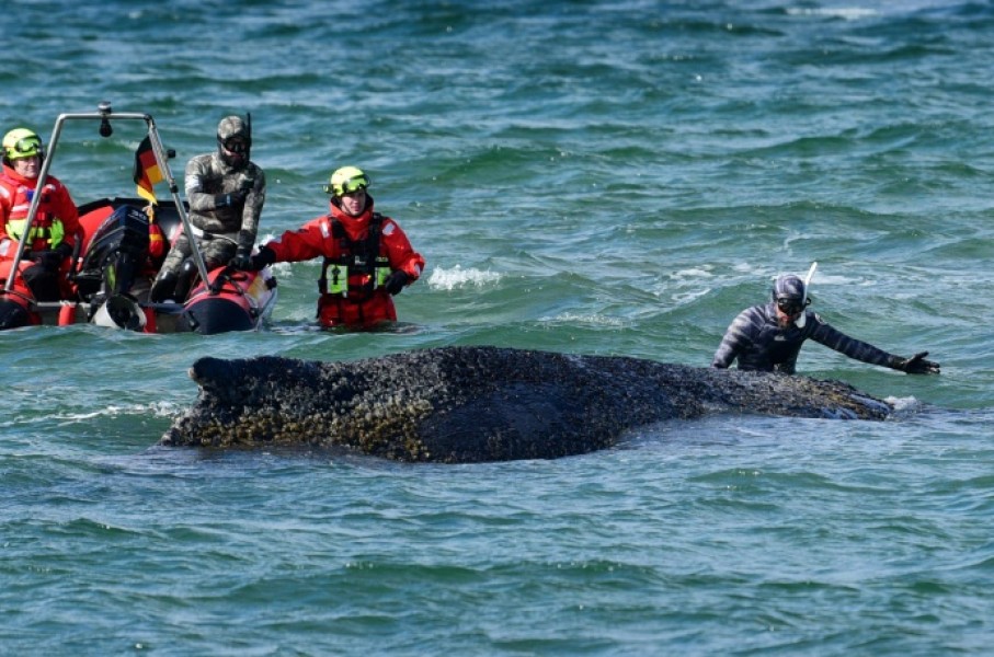 Divers try to help the whale free itself on March 26, 2026