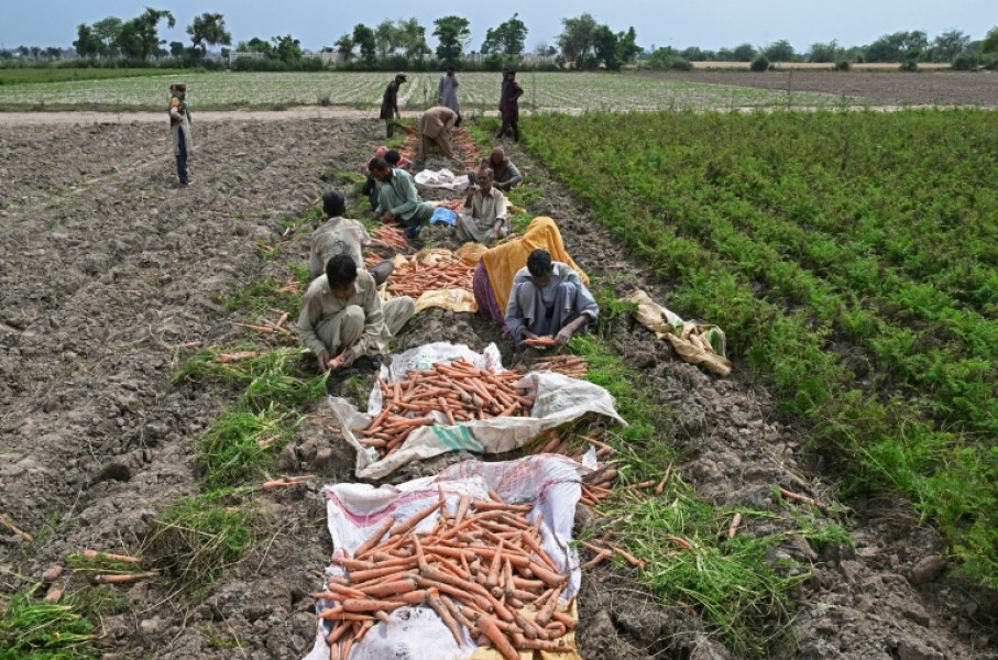 Farmers already facing high fertiliser and fuel costs could face drought or floods caused by El Nino
