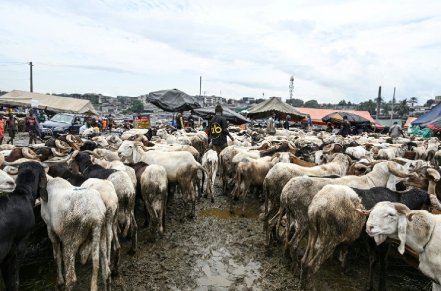 Many are struggling to find an animal within their usual budgets