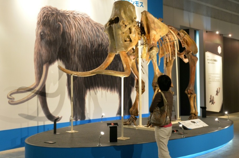 Woolly mammoths went extinct around 4,000 years ago, but one company claims it can ressurect the species