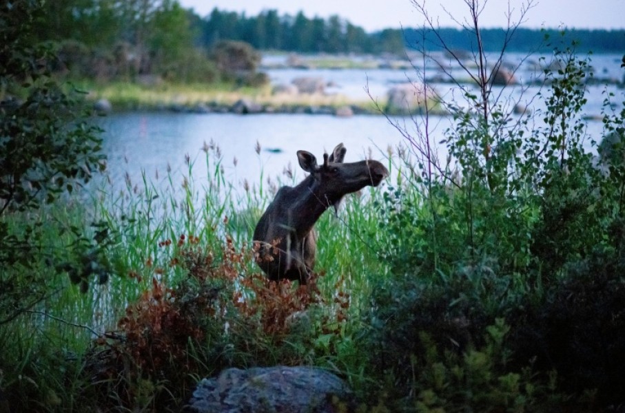 Moose in Scandinavia, like this bull shown in Finland in 2018, usually avoid metropolitan areas