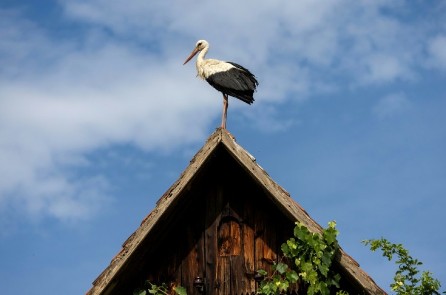 The storks' return is seen as a sign of the changing of the seasons and a symbol of fertility