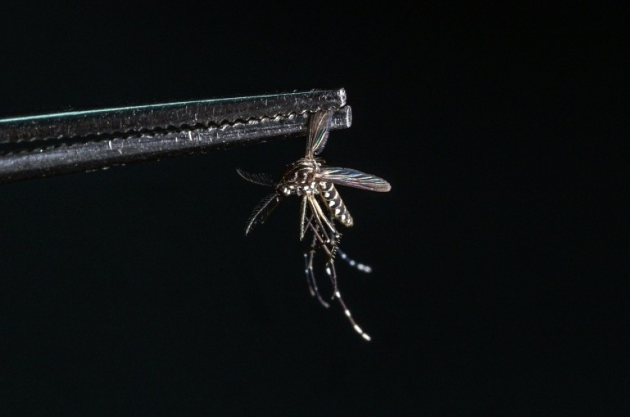 Mosquitoes and the diseases they transmit are a growing concern as climate change expands the area the insects roam