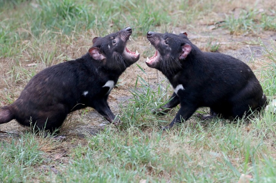 Tasmanian devils can live up to six years in the wild