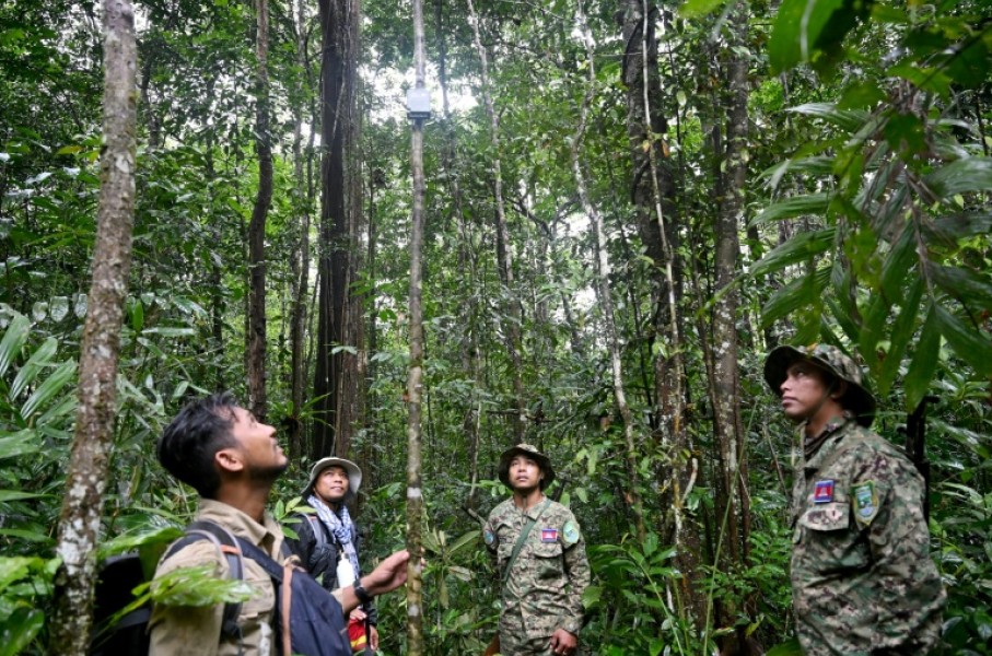 In the last five years, the Central Cardamom protected region has lost nearly 7,000 hectares of tree cover, Global Forest Watch data shows.