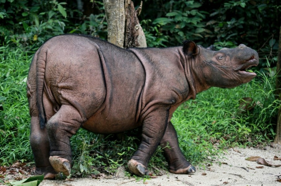 Officials hope to breed Bornean rhinos with Sumatran rhinos to preserve their dwindling genetic heritage