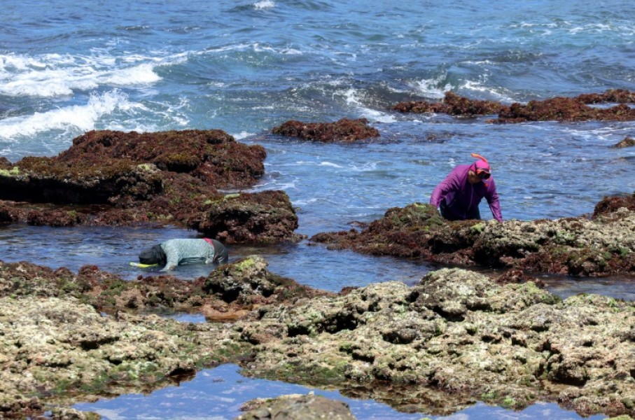 Once dried, 300 grams (0.7 pounds) of Gelidium algae can produce about 50 bottles of refreshing agar-agar cooler