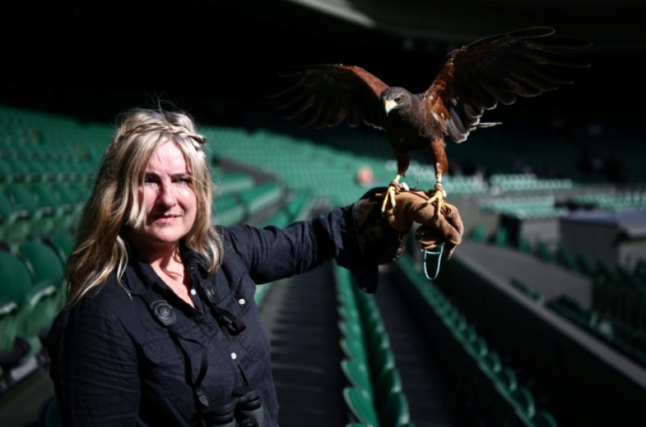 Rufus, the Harris hawk, stands on the gloved hand of falconer Donna Davis at the Wimbledon tennis club