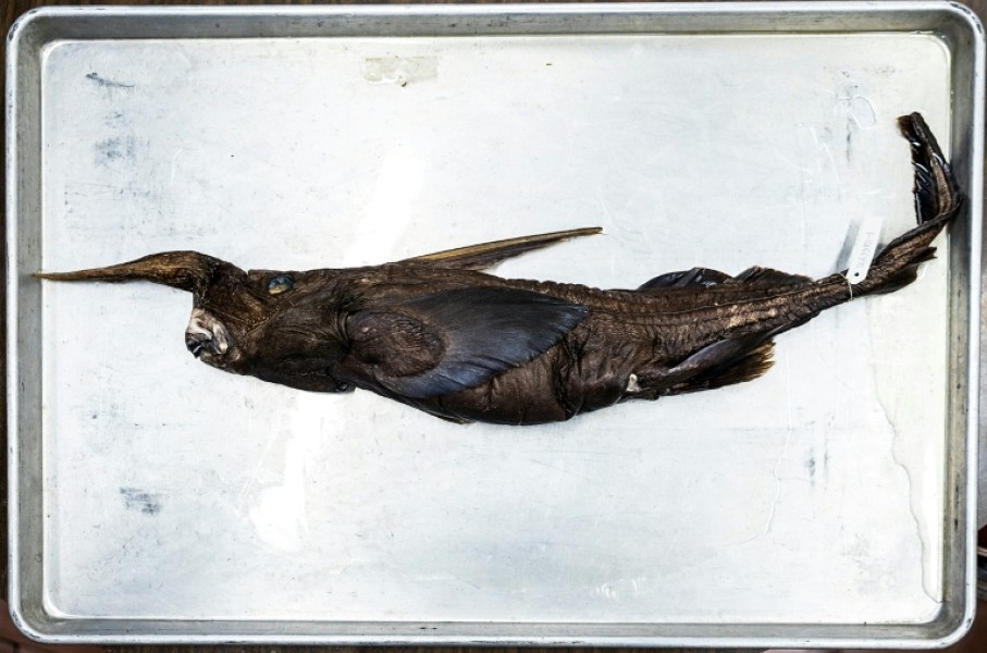 Scientists are determining whether a new species of ghost shark has been discovered in waters off Costa Rica