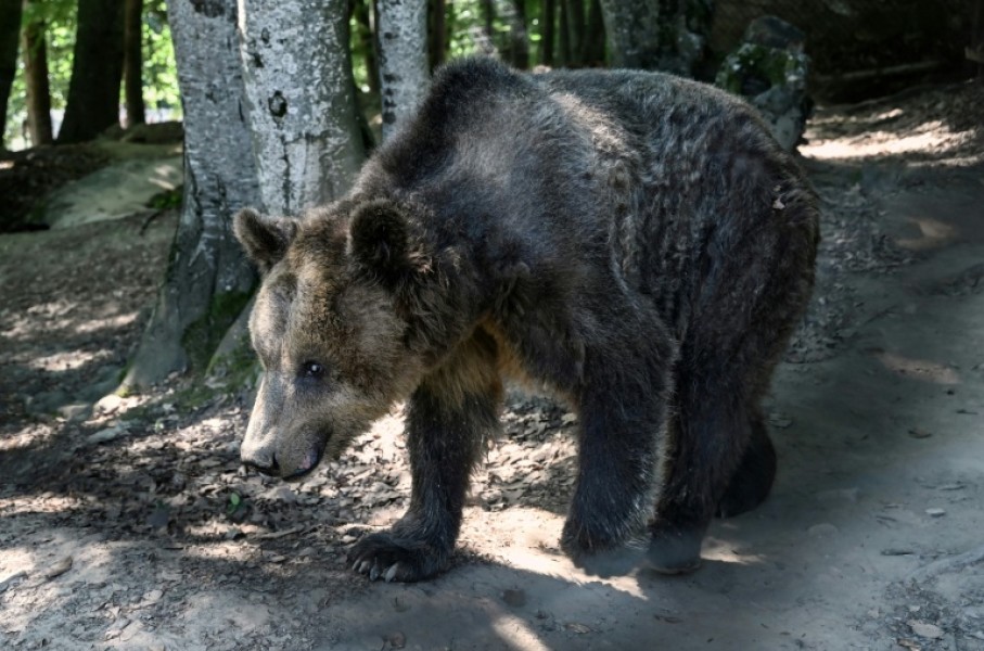 A blind brown bear at the Arcturos Sanctuary in northwest Greece where the growing bear population has fueled complaints from farmers over crop damage and bear sightings near homes