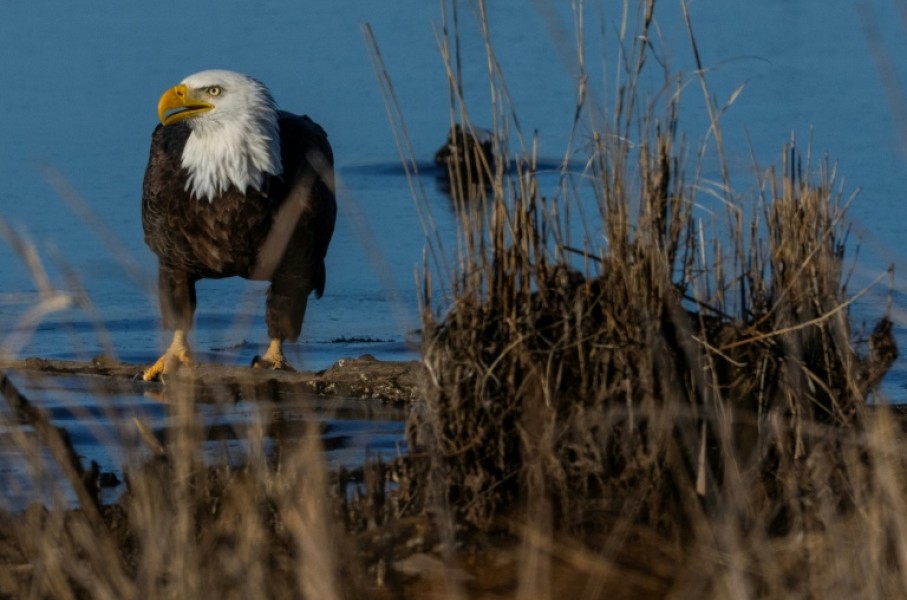 The Trump administration has sought to weaken the landmark Endangered Species Act, credited with saving iconic animals including the bald eagle