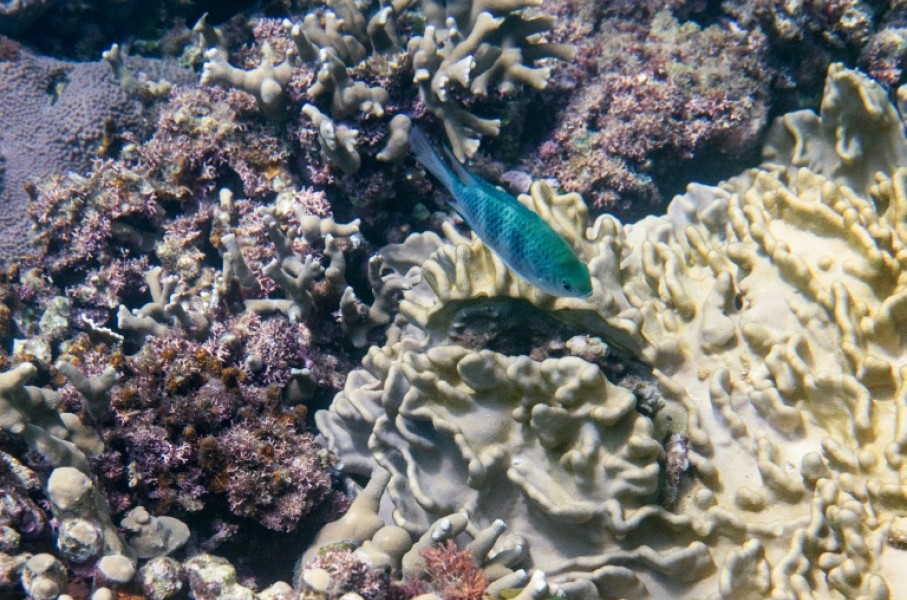 Despite covering only 0.1 percent of the Earth's surface, coral reefs are home to roughly a quarter of the world's marine fish species
