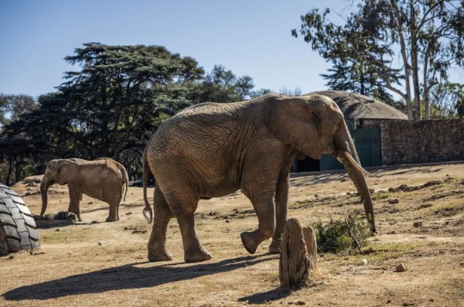 The elephants in the Johannesburg zoo are the last in an urban zoo environment on the entire continent, campaigners say