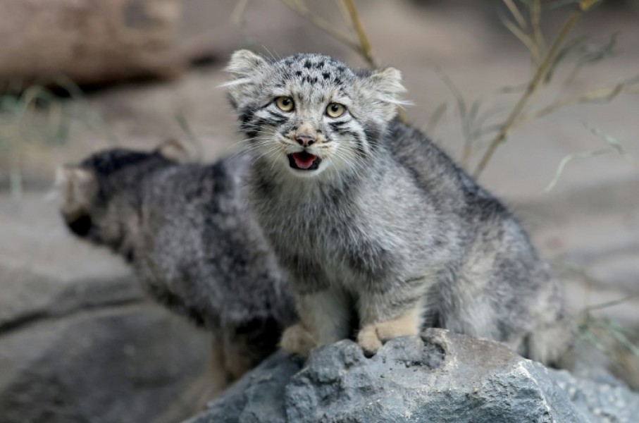 Pallas's cat kittens, a species considered to be the world's oldest living feline, are seen in their enclosure at Kobe Animal Kingdom