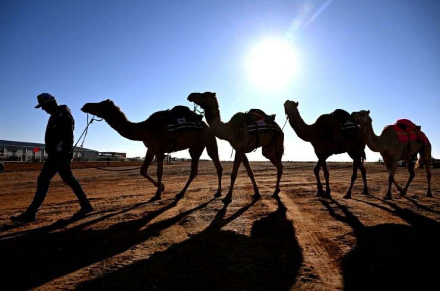In the Australian outback, camels are used for wild races, an alternative milk source and even to make beer