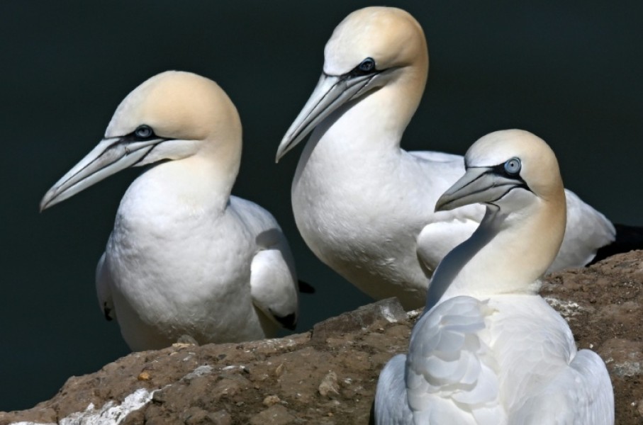 Gannets nesting in northern England