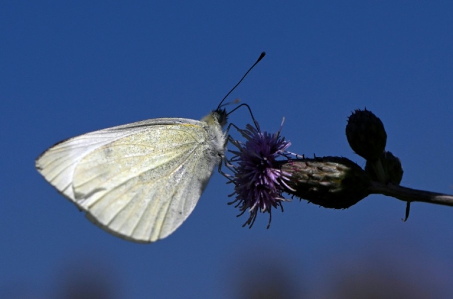 Butterflies are adapting to climate change by adjusting the geographic range where they live and breed.